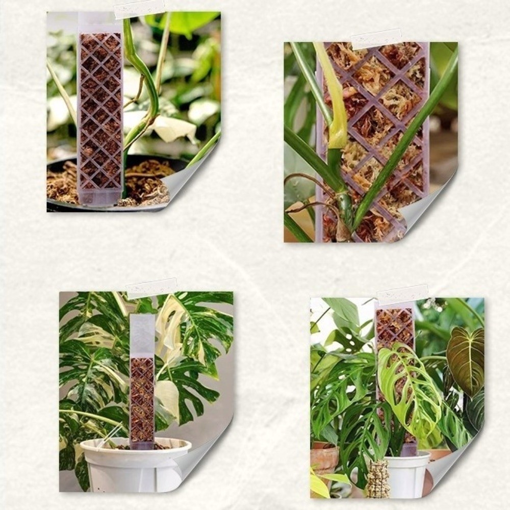 Coluna de Musgo em Formato D p - Sphagnum Moss Dry avaliação e preço